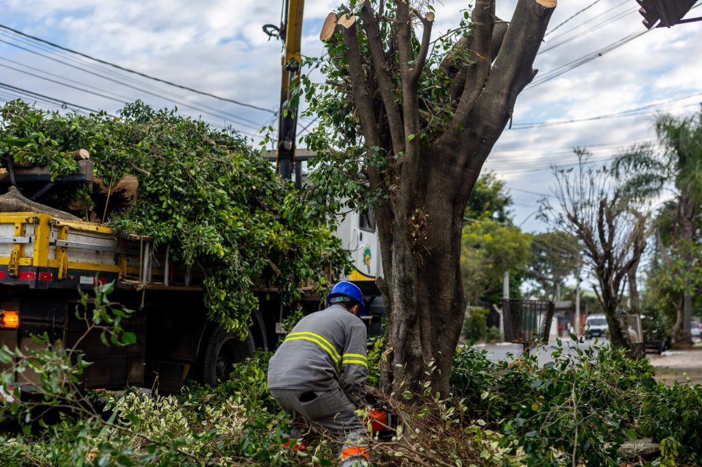 Agora é lei: Prefeitura passa a ter autorização legal para realizar poda de árvores em terrenos privados
