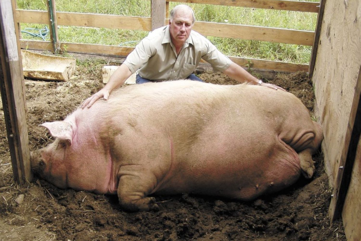 Big Bill: o maior porco do mundo