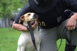 Moradores de Goiânia poderão adotar cães já adestrados e vacinados em iniciativa pioneira