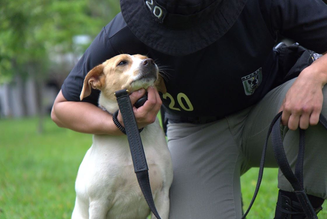 Moradores de Goiânia poderão adotar cães já adestrados e vacinados em iniciativa pioneira