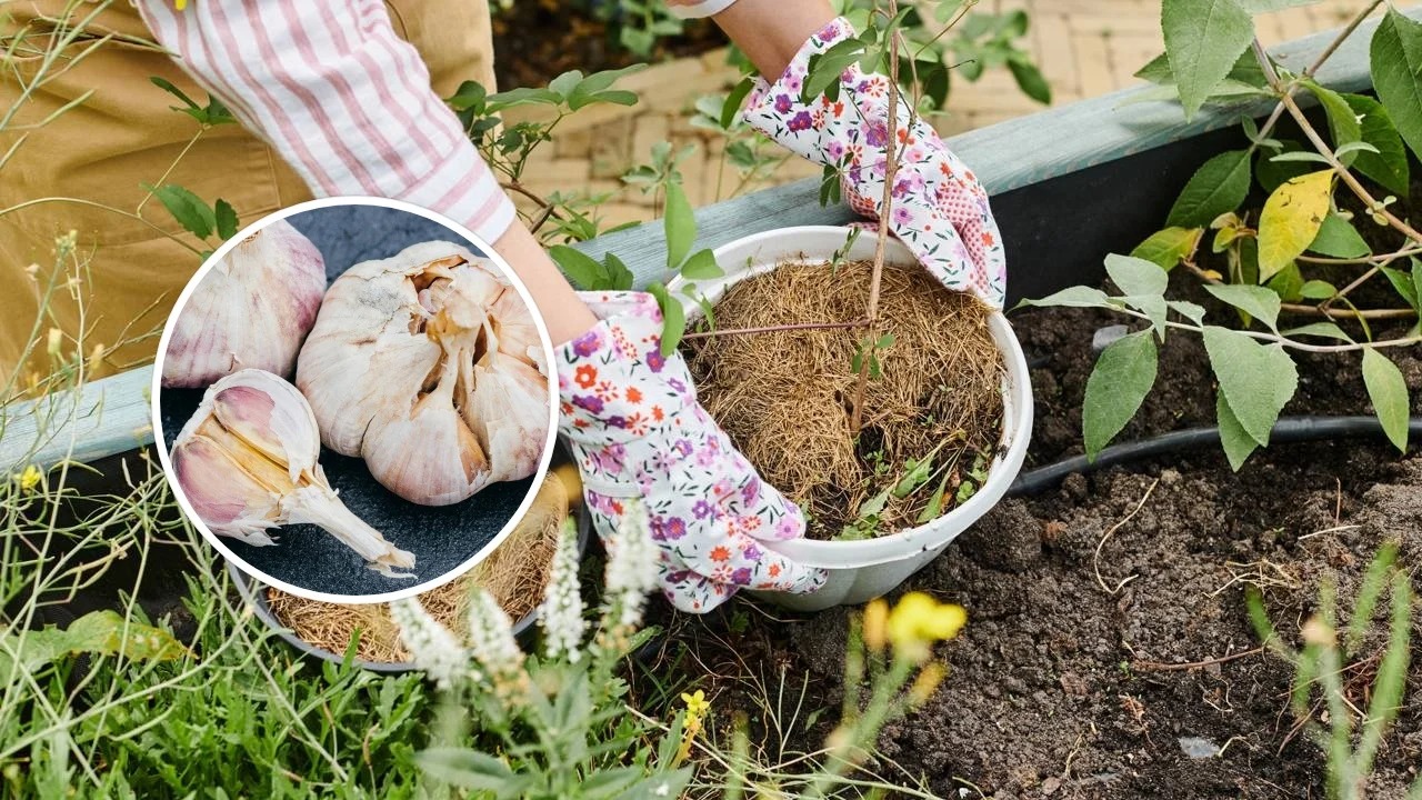 Pouca gente sabe: mas colocar alho nas plantas pode proteger o jardim