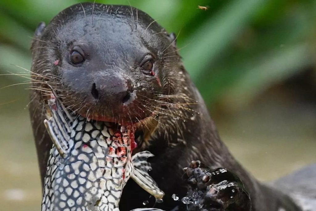 animal ameaçado de extinção