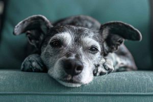 Idade que o cachorro começa a envelhecer