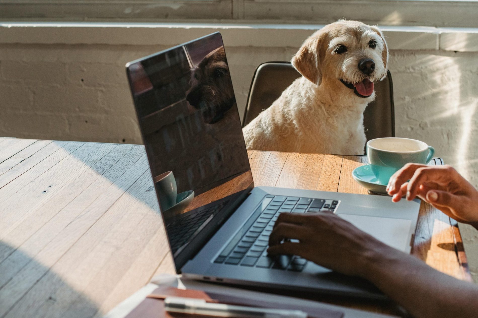 Animais que humanizam ambientes de trabalho e aprendizado