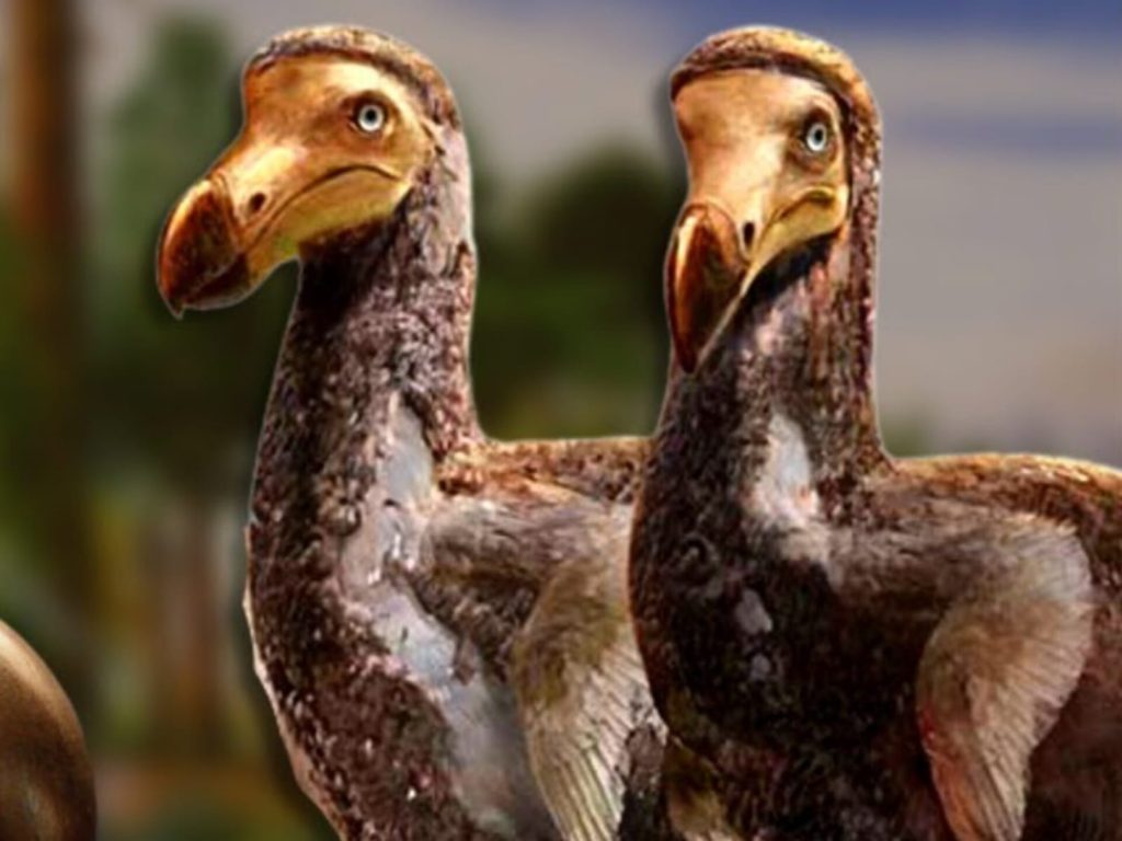 A ave que pode ser a primeira espécie a voltar à vida após a extinção