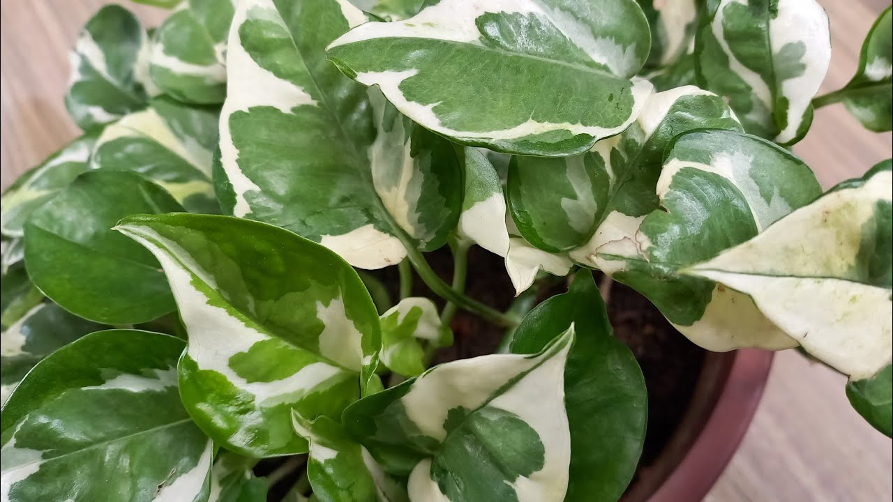 Planta que ajuda a controlar a umidade e o mofo