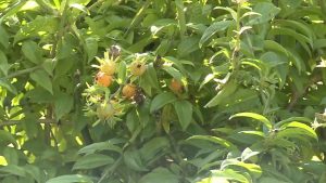 “Carne de pobre”: conheça a planta trepadeira que tem mais proteína que o fígado