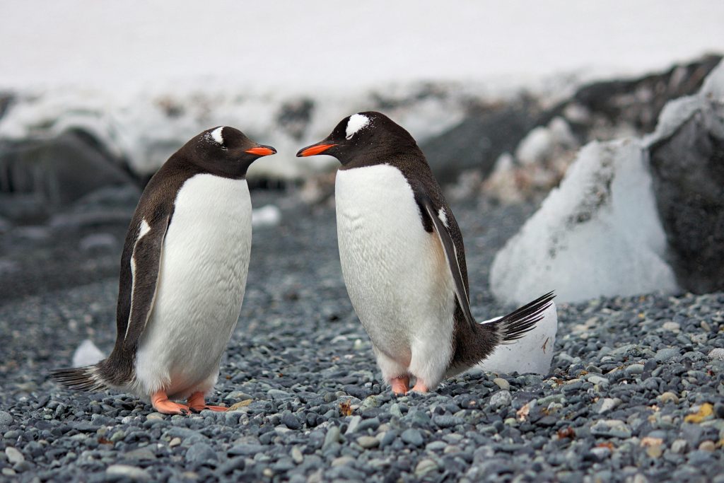 Pinguins