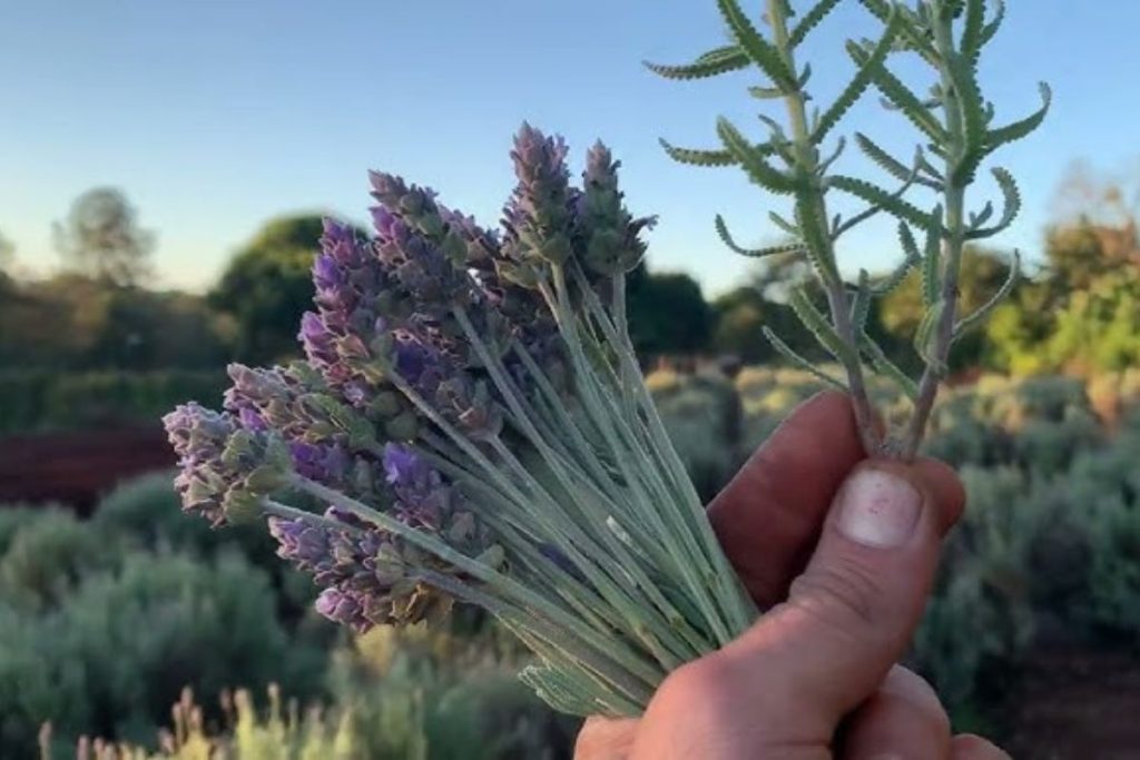 A planta que acalma o sistema nervoso e melhora o sono, perfeita para colocar no quarto