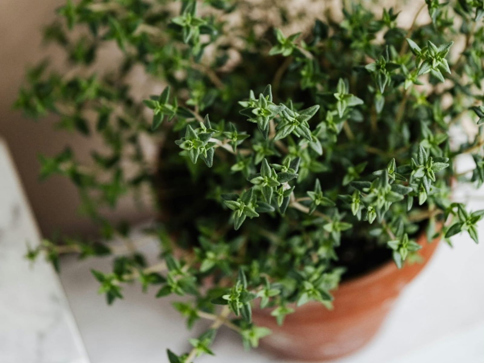 A erva aromática fácil de cultivar que faz bem para o coração