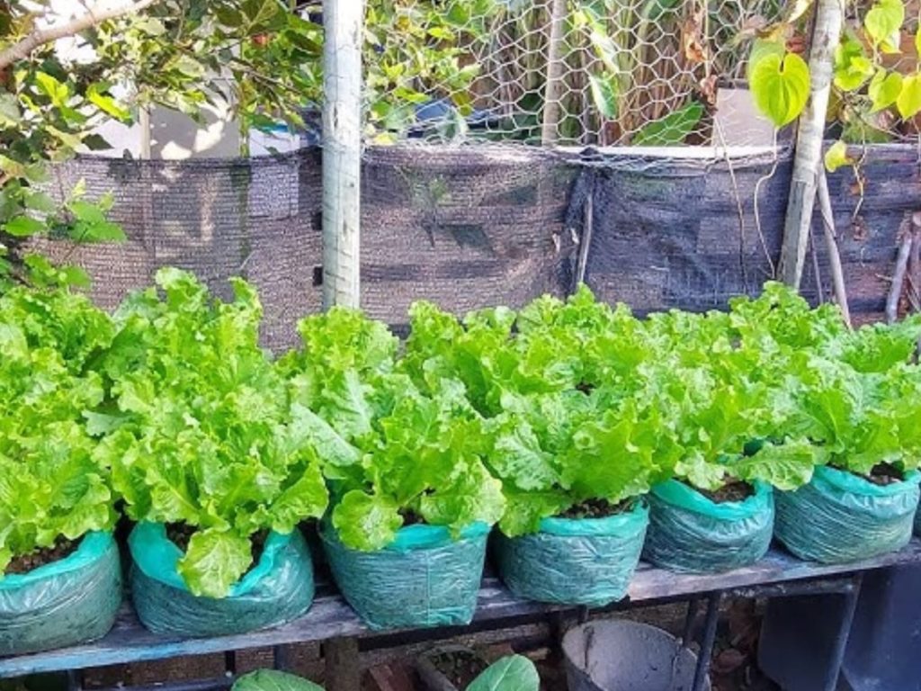 Hortaliça fácil de plantar que ajuda a relaxar o corpo antes de dormir