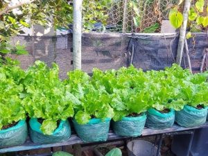 Hortaliça fácil de plantar que ajuda a relaxar o corpo antes de dormir