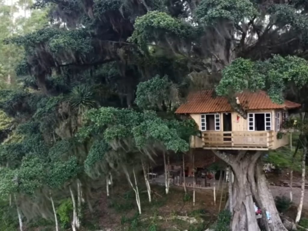 A 11 metros de altura, agricultor realiza sonho de infância e constrói casa incrível em figueira centenária