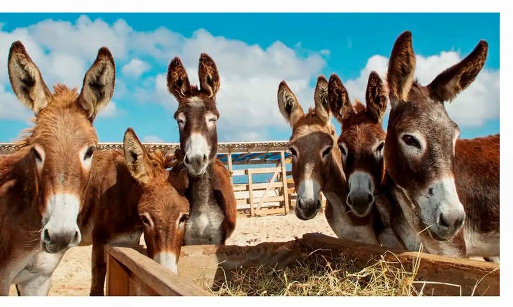 Carne de jumentos: Justiça reconhece legalidade do abate do animal para consumo no Brasil