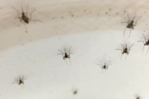 Elimine mosquitos e pernilongos de casa de uma forma fácil