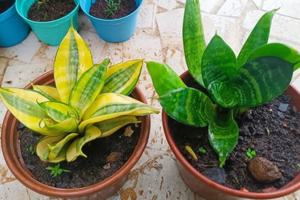 Plantas de purificam o ar da casa