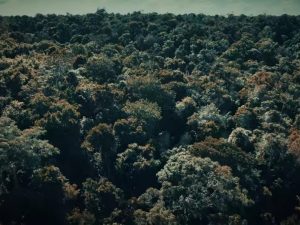 Além do Egito: arqueólogos descobrem pirâmides de 22 metros na Amazônia