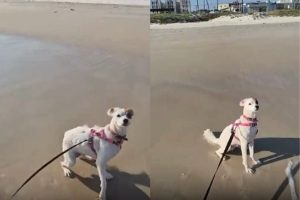 Após ter embarque negado, casal de Goiânia recorre à Justiça para que “Santa” pudesse viajar