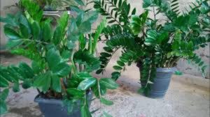 Nem casca de ovo, nem borra de café: o melhor adubo para as plantas acelerarem o crescimento e ficarem saudáveis