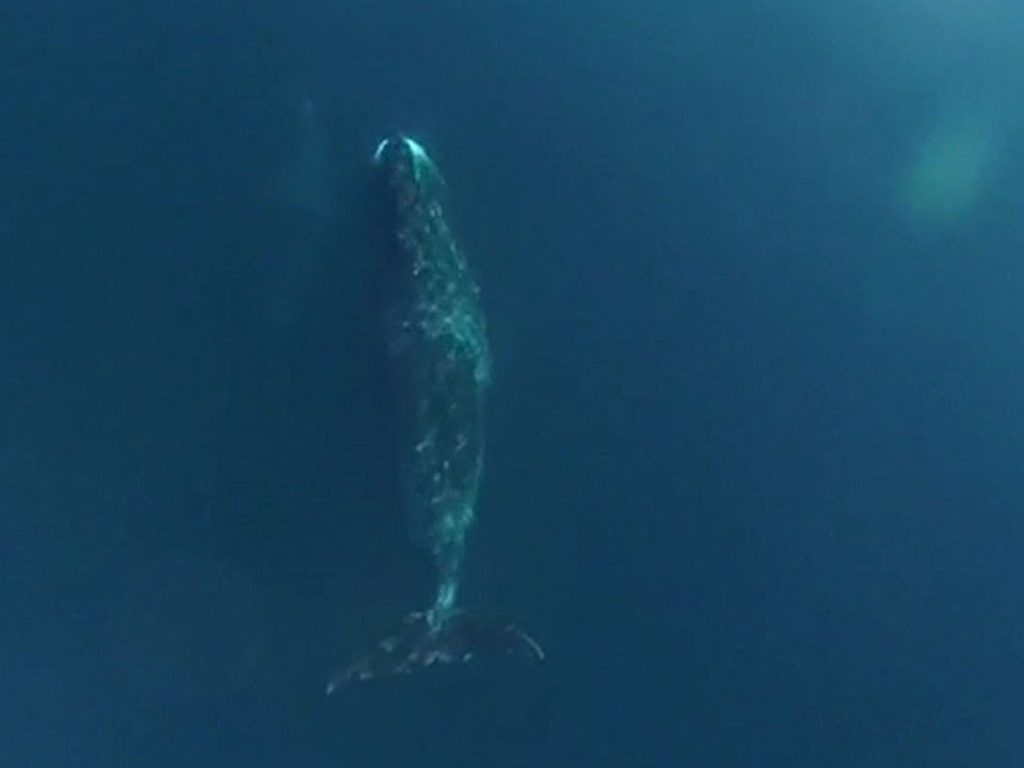 O segredo da longevidade pode estar no DNA das baleias, aponta estudo