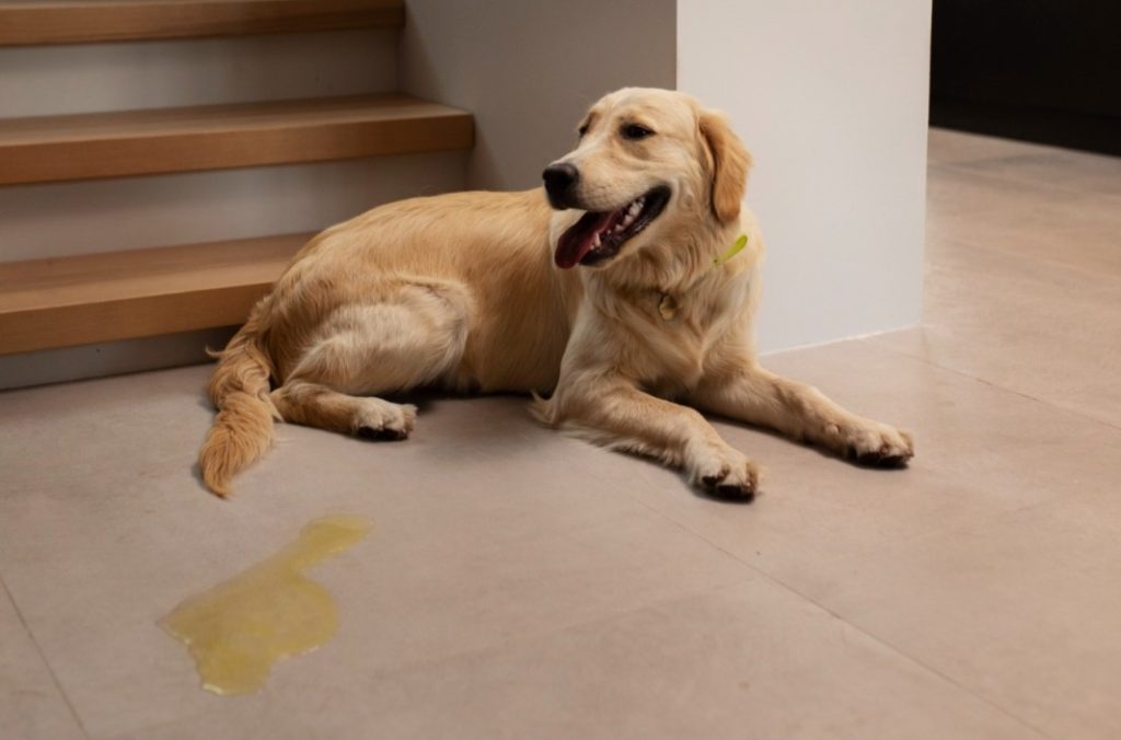 Truque para eliminar cheiro de xixi