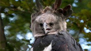 Após décadas de desaparecimento, ave mais poderosa da América do Sul reaparece e expõe um colapso alarmante em seu habitat