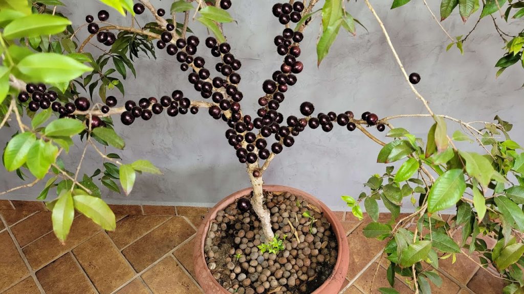 Truque simples faz pé de jabuticaba produzir frutos em até 30 dias
