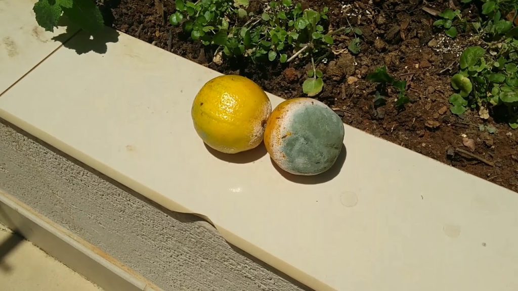 Laranja mofada: o truque milenar para ajudar no controle de formigas de uma vez por todas