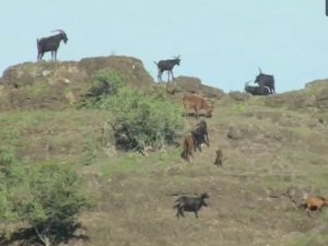 Para salvar as Ilhas Galápagos, cientistas eliminaram 150 mil cabras em uma das operações ambientais mais extremas da história