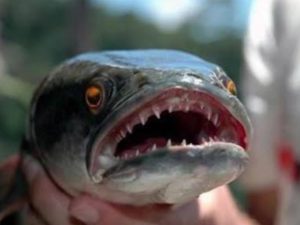 Respira fora d’água e anda em terra: o peixe que virou uma ameaça global e intriga cientistas