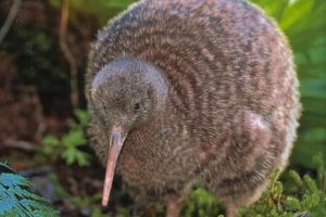 A ave que tem as menores asas do mundo e é a única que não voa: ela se parece com um kiwi