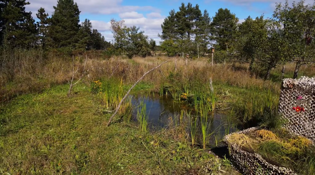 Pequeno lago transforma quintal comum em ecossistema vibrante, sem mosquitos e cheio de vida em oito meses