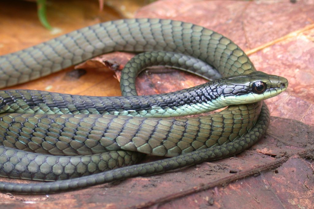 Criatura gigante de olhos pretos encontrada em mina remota é confirmada como nova espécie