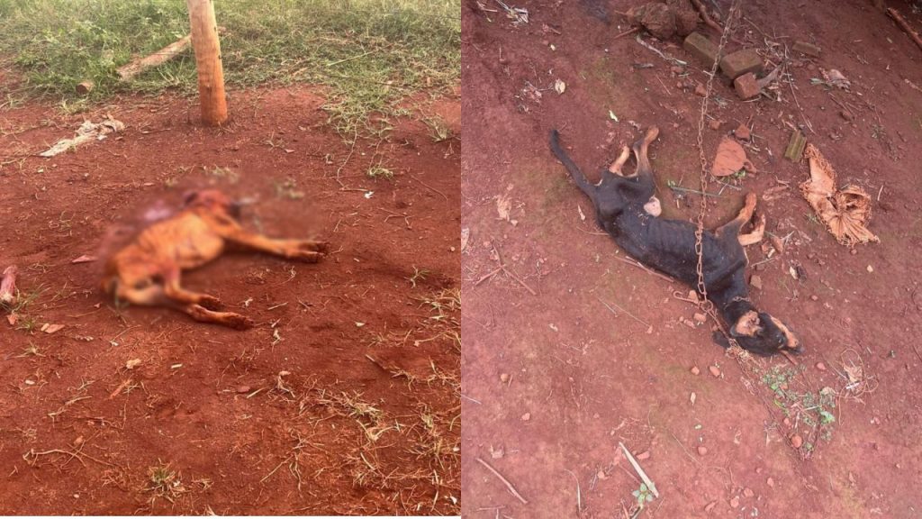 Maus-tratos cães Iporá