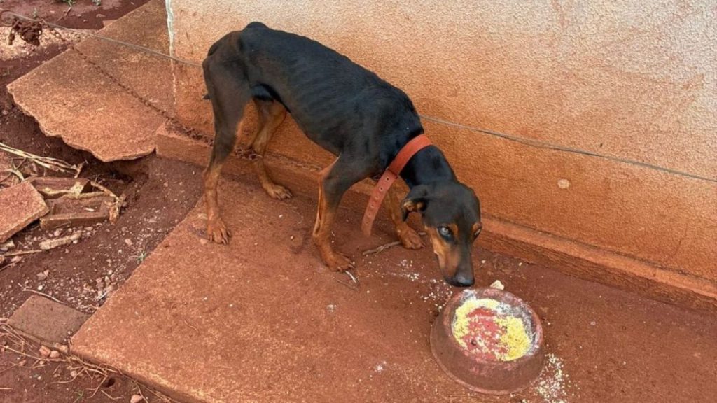 Cachorro maus-tratos Iporá