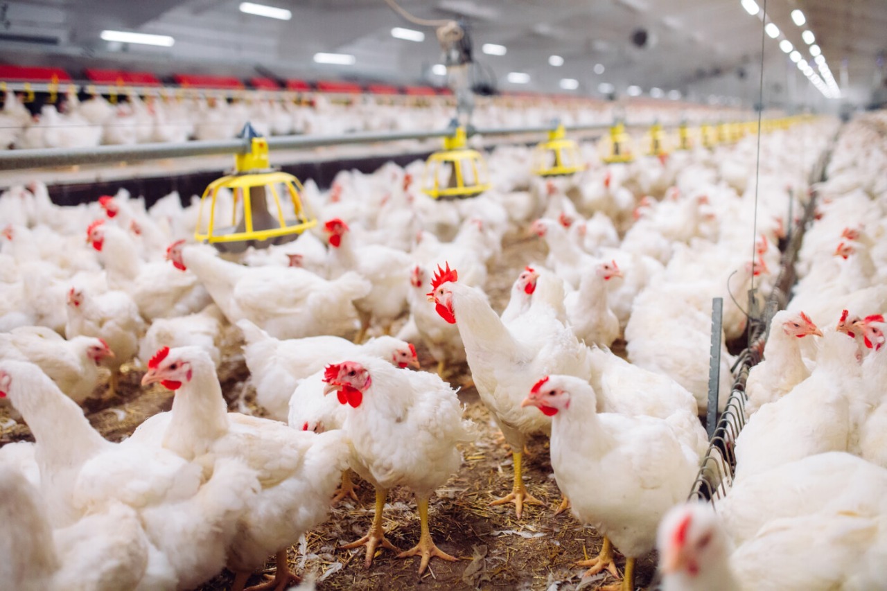 Agricultores duvidaram desta máquina: maquinário simples está revolucionando o trabalho na pecuária e mudando o manejo de animais nas fazendas