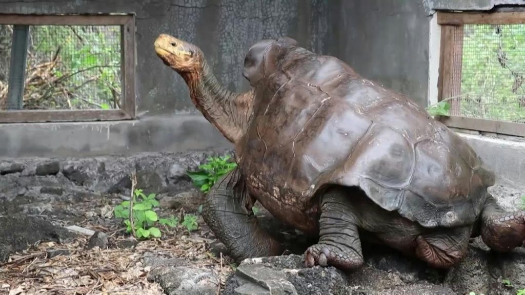 Mais de 1.500 tartarugas-gigantes são reintroduzidas nas Ilhas Galápagos e ajudam a restaurar o ecossistema local