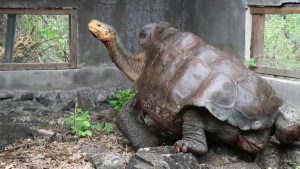 Mais de 1.500 tartarugas-gigantes são reintroduzidas nas Ilhas Galápagos e ajudam a restaurar o ecossistema local