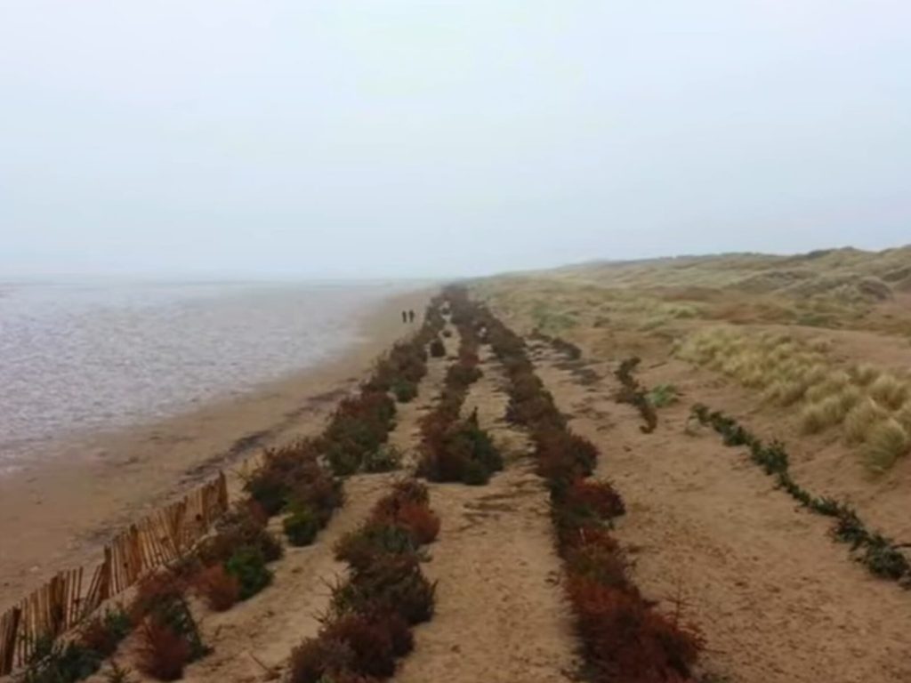 Árvores de Natal jogadas fora estão freando furacões e ajudando cidades inteiras