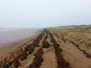 Árvores de Natal jogadas fora estão freando furacões e ajudando cidades inteiras