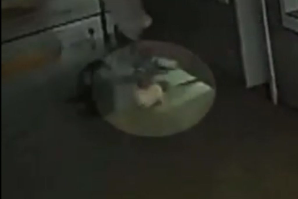 Cachorro é levado por vento durante passagem de tornado no Paraná