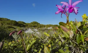 Inpe confirma redução de desmatamento na maioria dos biomas em 2024