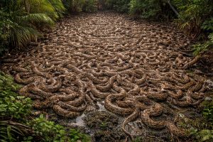 Plano visto como loucura vira esperança: cobras gigantes começam a ajudar na recuperação dos Everglades