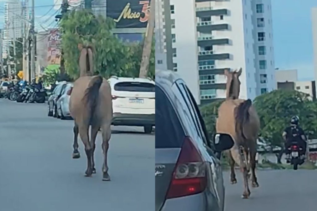 Cavalo desgovernado corre por avenida movimentada e assusta motoristas em Goiânia
