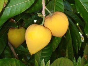 A fruta exótica que lembra gema de ovo e tem gosto de doce de leite