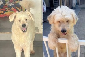 Cão Fofo que não é adotado por ser cego