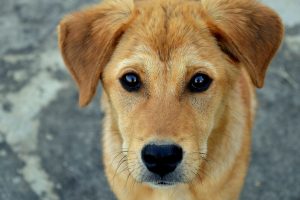 Comportamento dos Cães