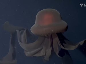 Criatura gigante de mais de 10 metros intriga cientistas no oceano