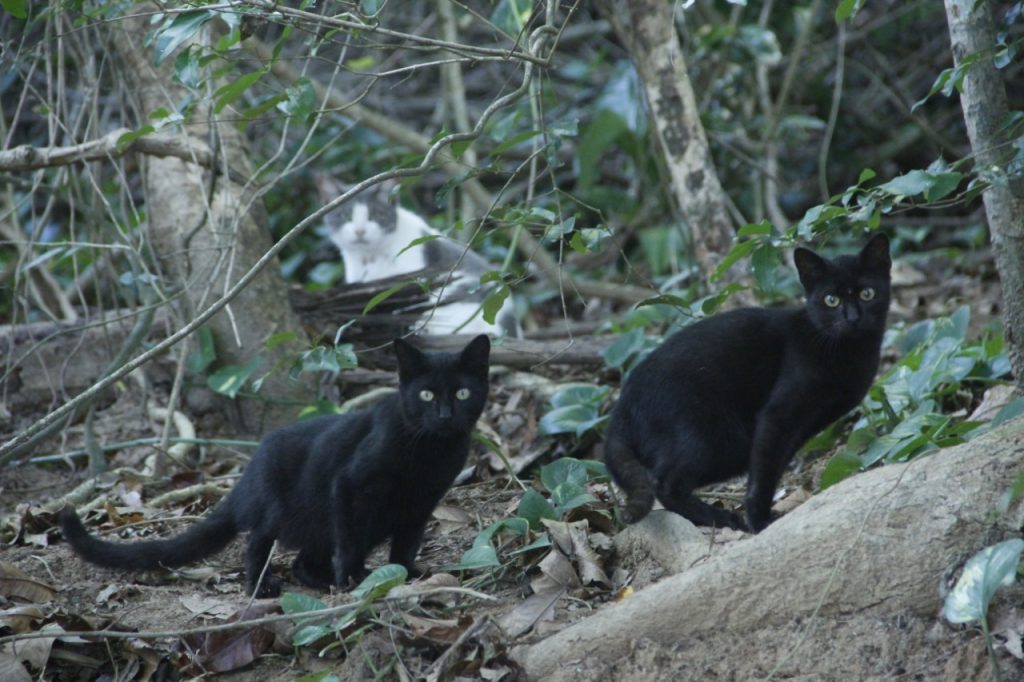 Após décadas de desequilíbrio causado por gatos introduzido pelo homem, a ilha passou por uma recuperação ecológica