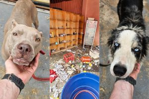 Cães são resgatados de residência em condições degradantes em Goiânia; dono foi preso